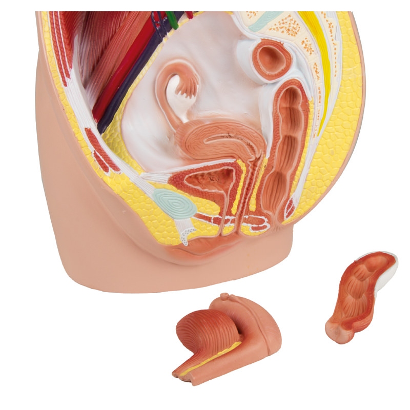 Ženska medenica, v naravni velikosti, 3-delna