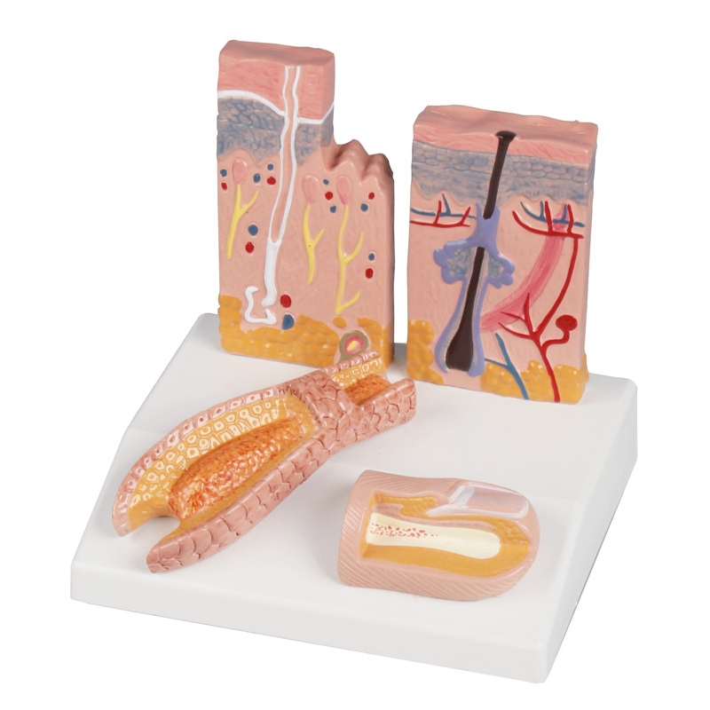 Namizni model koža - lasje - nohti - EZ Augmented Anatomy