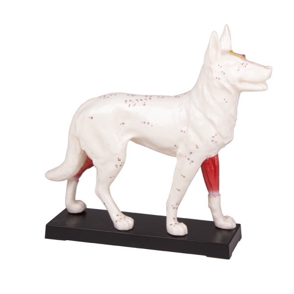 MODEL PSA ZA AKUPUNKTURO