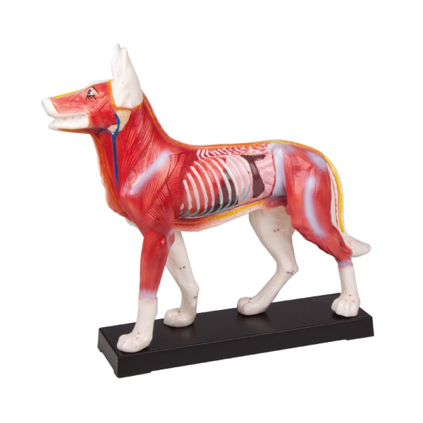 MODEL PSA ZA AKUPUNKTURO