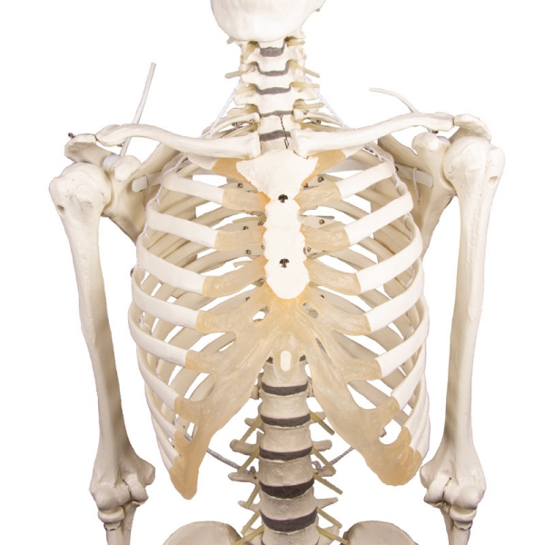 Skelet "Hugo" s premično hrbtenico