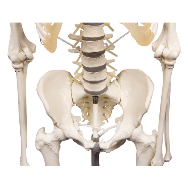 Skelet "Hugo" s premično hrbtenico