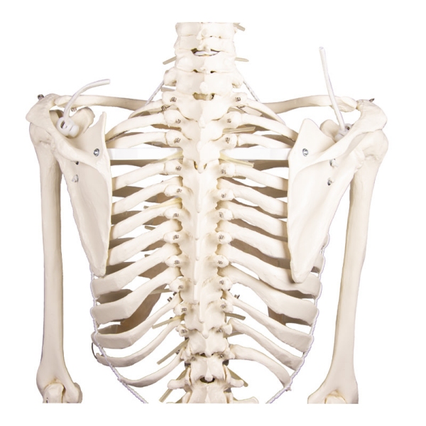 Skelet "Hugo" s premično hrbtenico