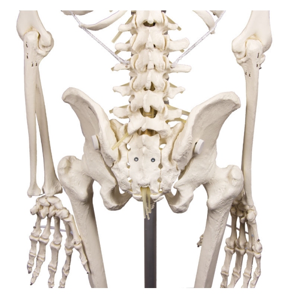 Skelet "Hugo" s premično hrbtenico