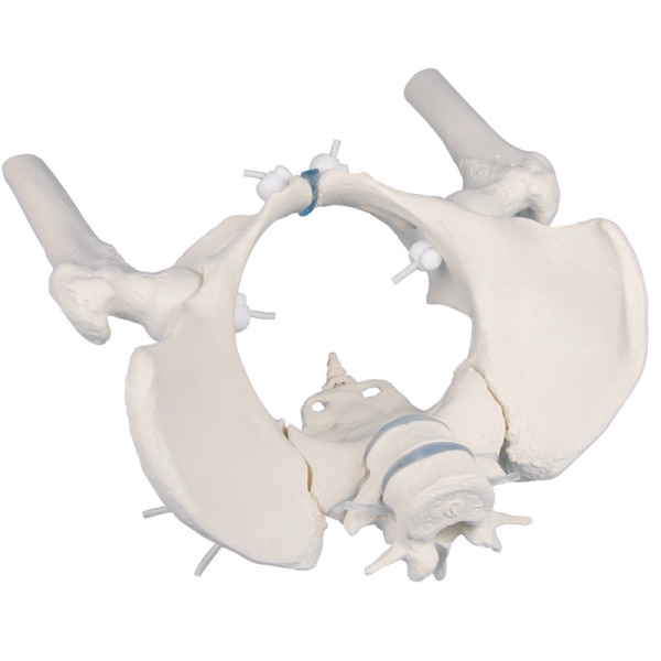 Ženska medenica s križnico, dvema ledvenima vretencema in stegnenico, gibljiva