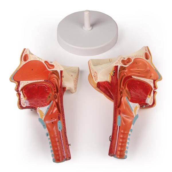 Glava z žrelom in grlom