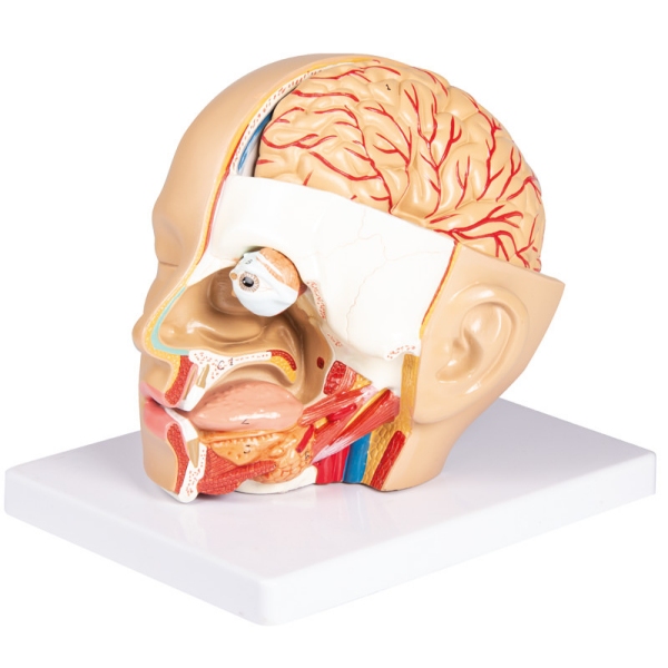 Model glave, 4 deli - EZ Augmented Anatomy