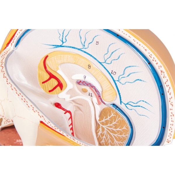 Model glave, 4 deli - EZ Augmented Anatomy