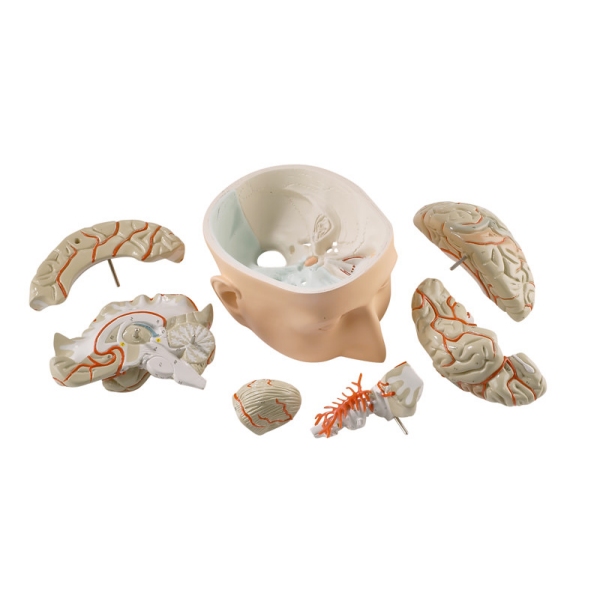 Osnova glave s 7-delnimi možgani