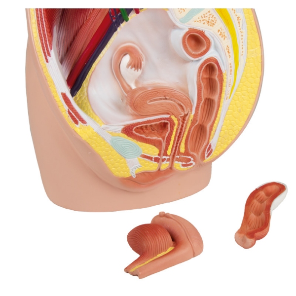 Ženska medenica, v naravni velikosti, 3-delna