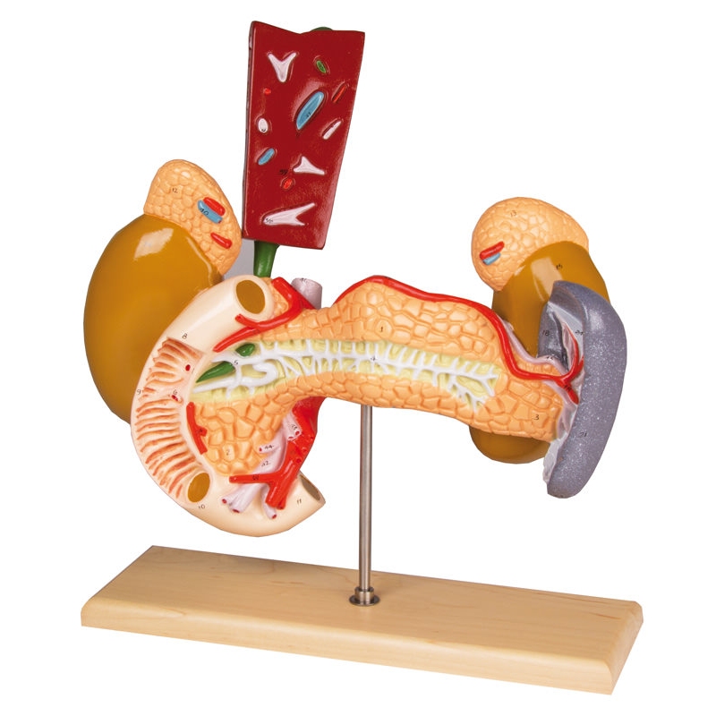 Notranji organi, 2 dela