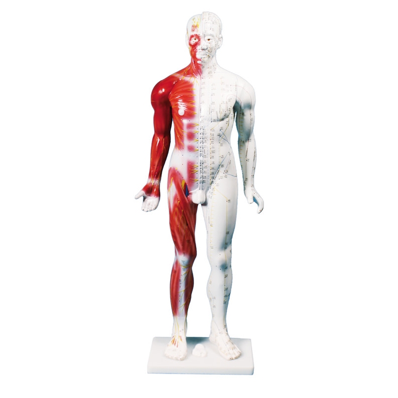 Kitajska figura za akupunkturo, moški, 80 cm