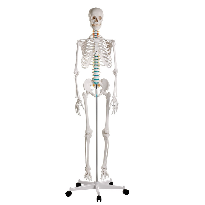 Didaktični skelet 