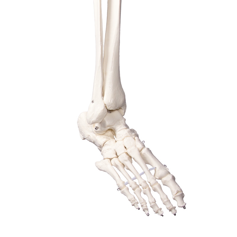 Didaktični skelet 