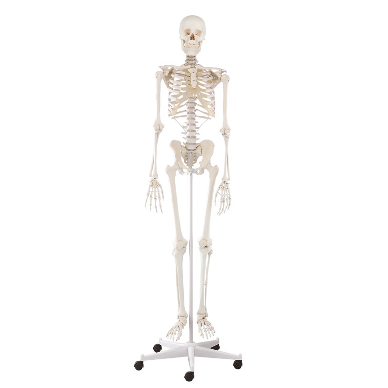 Skelet 