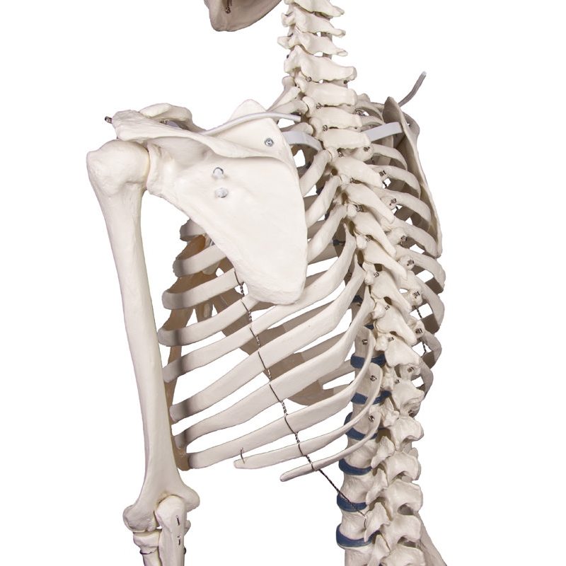 Skelet 