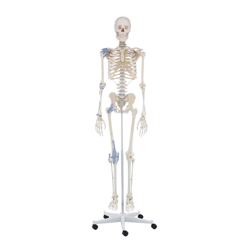 Skelet 