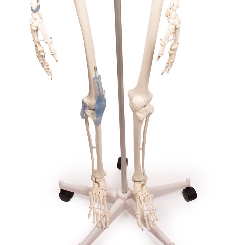 Skelet 