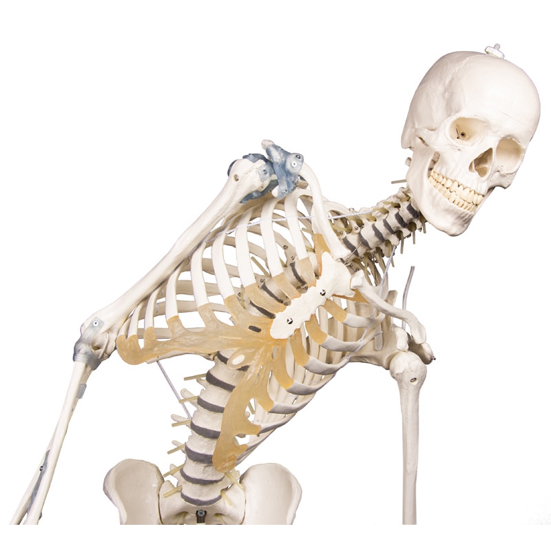 Skelet 