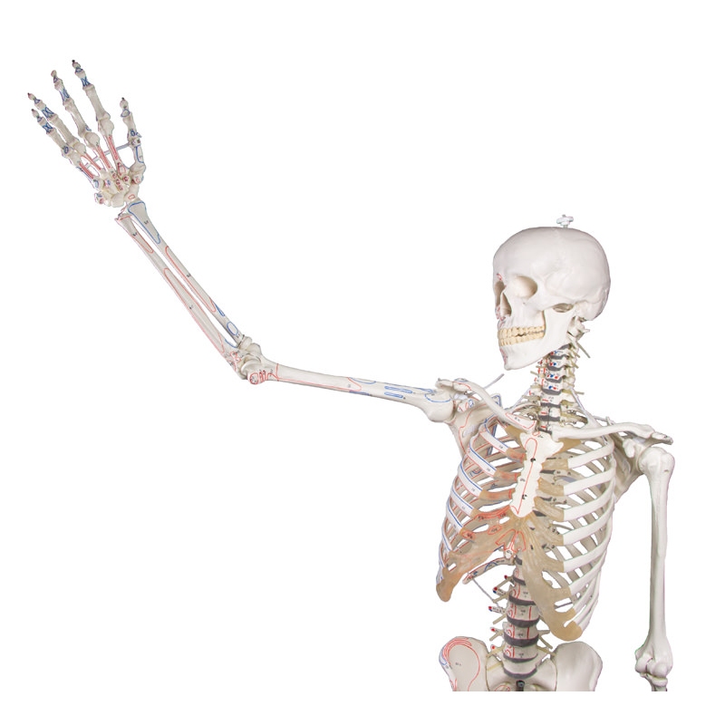 Skelet 