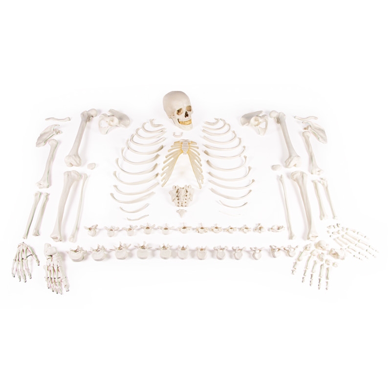 Nesestavljeno okostje (zbirka kosti)