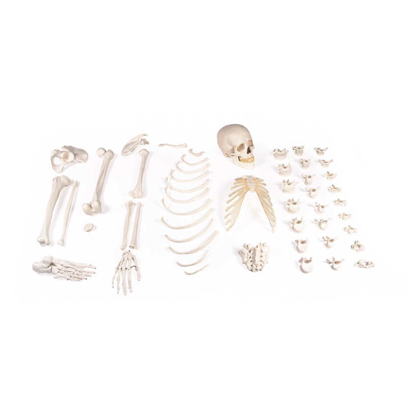 Nesestavljeno polovično okostje (zbirka kosti)