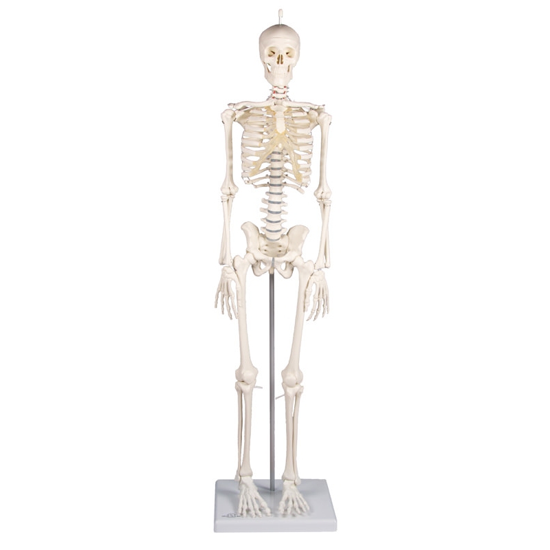 Miniaturni skelet 