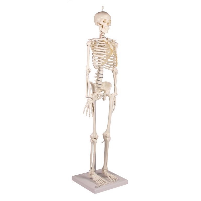 Miniaturni skelet 