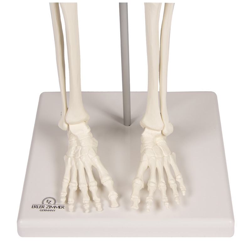Miniaturni skelet 