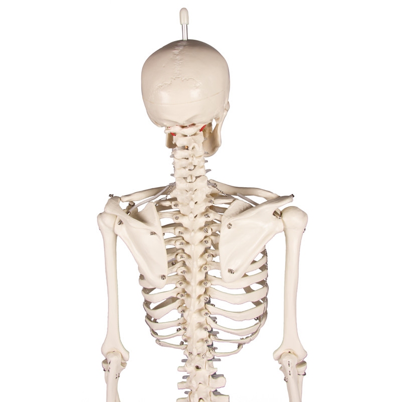Miniaturni skelet 