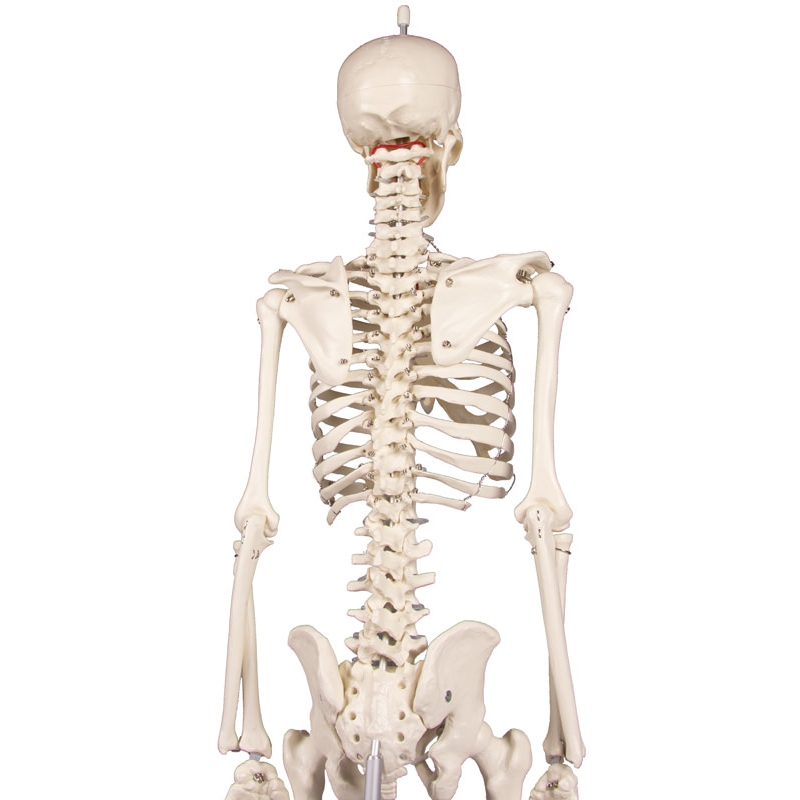 Miniaturni skelet 