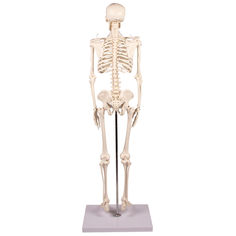 Miniatura okostnjak 