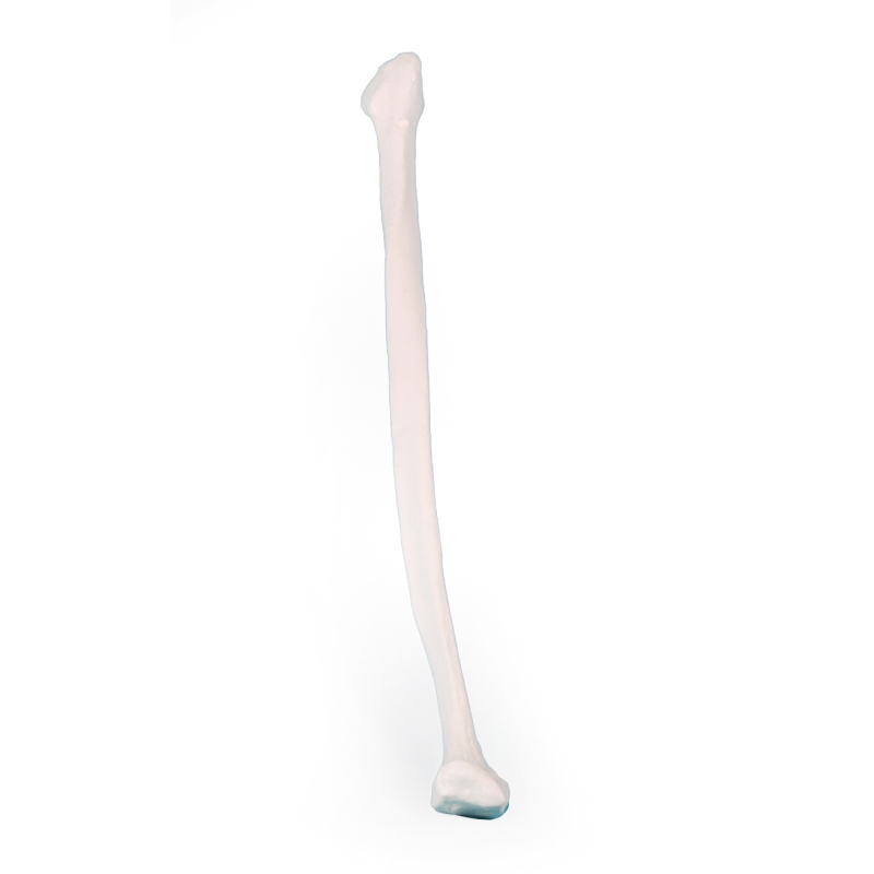 Fibula