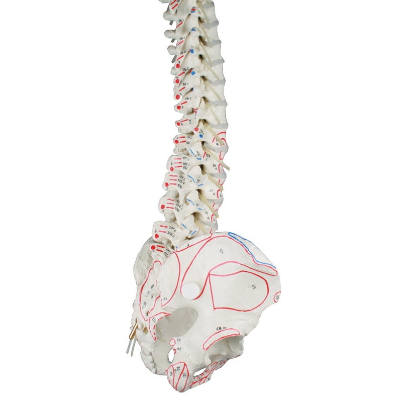 Hrbtenica z medenico in oznakami mišic 