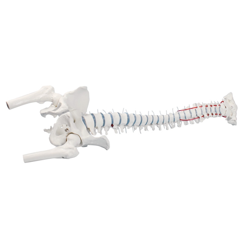 Standardna hrbtenica s stegnenico, prolapsom in medenico