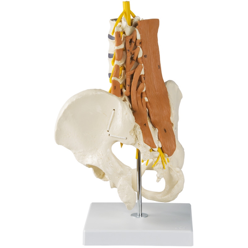 Medenica, ledvena hrbtenica in ledvene mišice