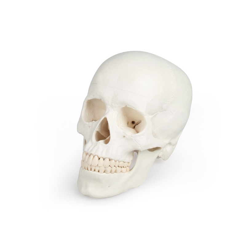 Model lobanje, 3 deli - EZ Augmented Anatomy