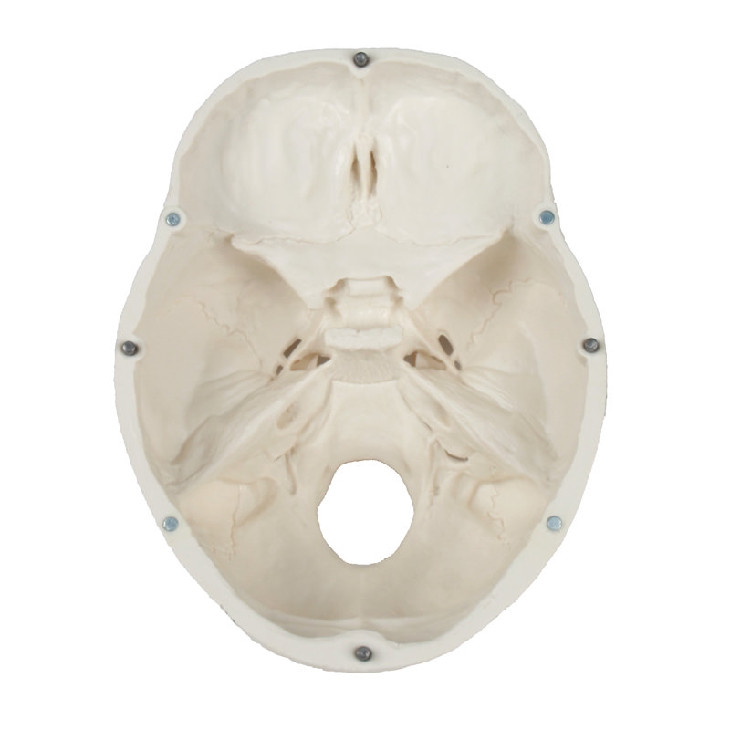 Model lobanje, 3 deli - EZ Augmented Anatomy