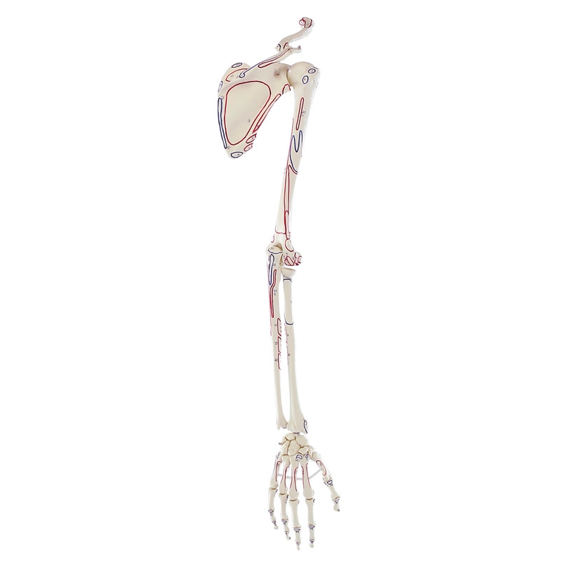 Skelet roke z ramenskim obročem in oznakami mišic