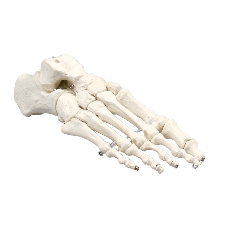 Skelet stopala