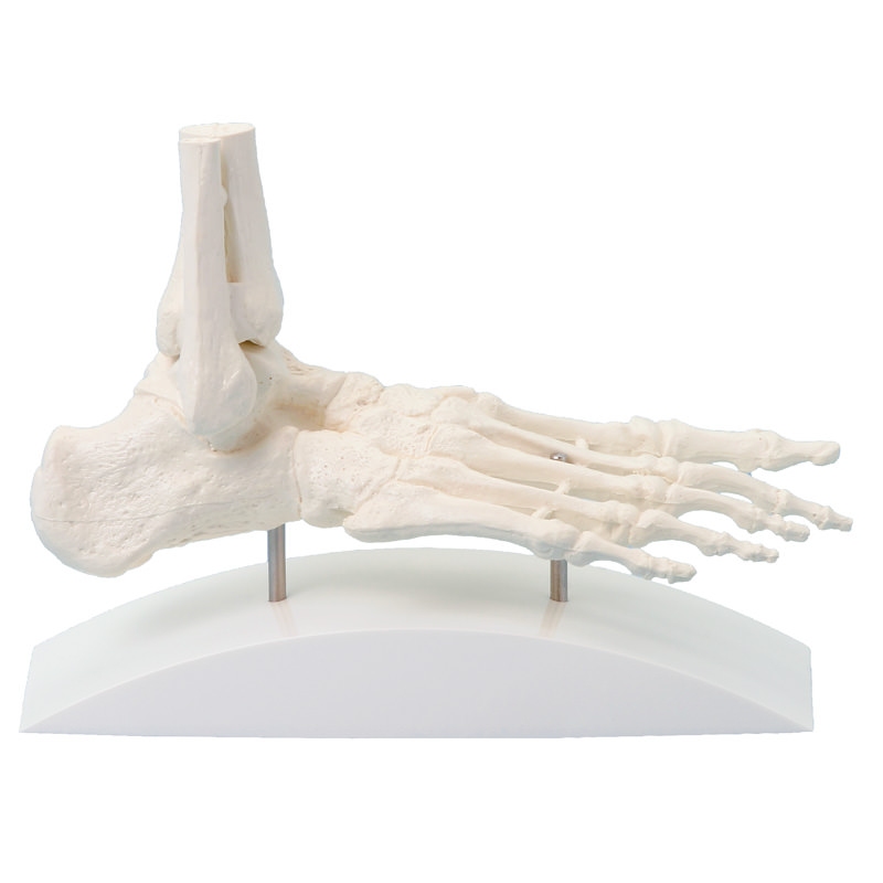 Skelet stopala, blokovni model