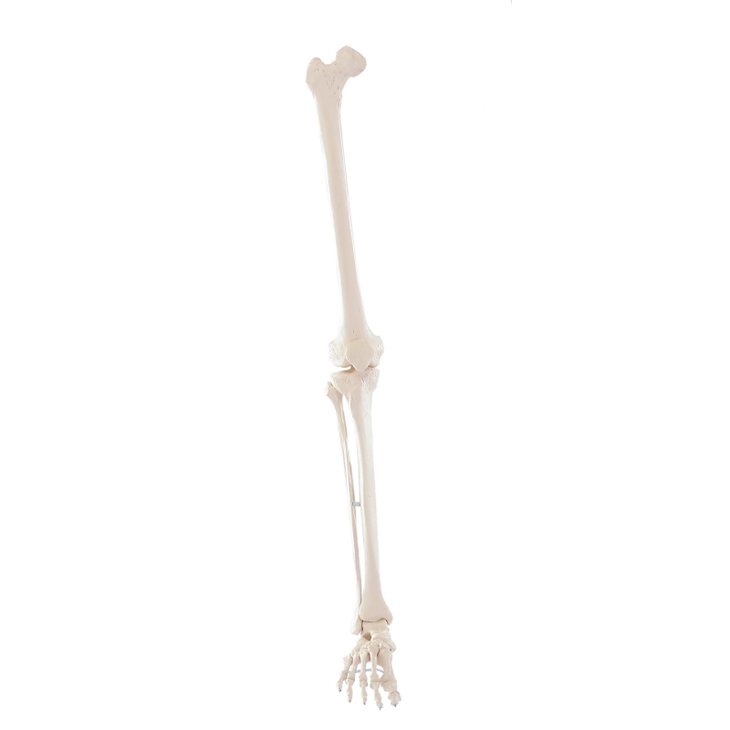Skelet noge