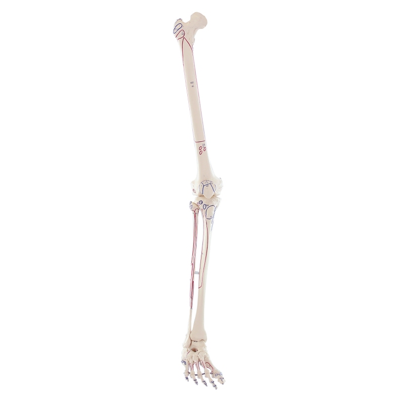 Skelet noge z oznakami mišic