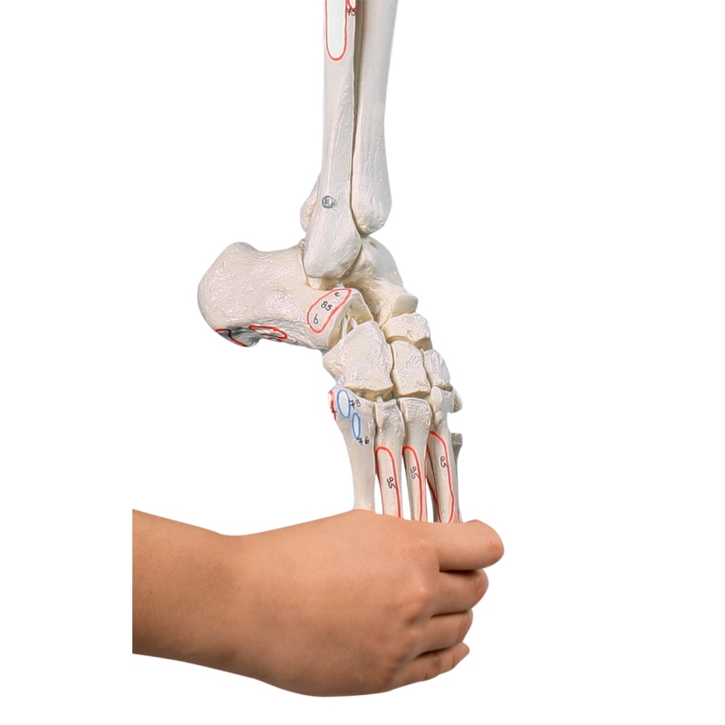 Skelet noge s polovično medenico, gibljivim stopalom in mišičnimi oznakami