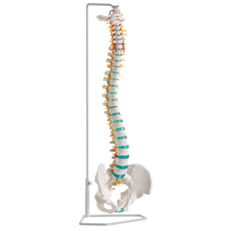 Fleksibilna hrbtenica