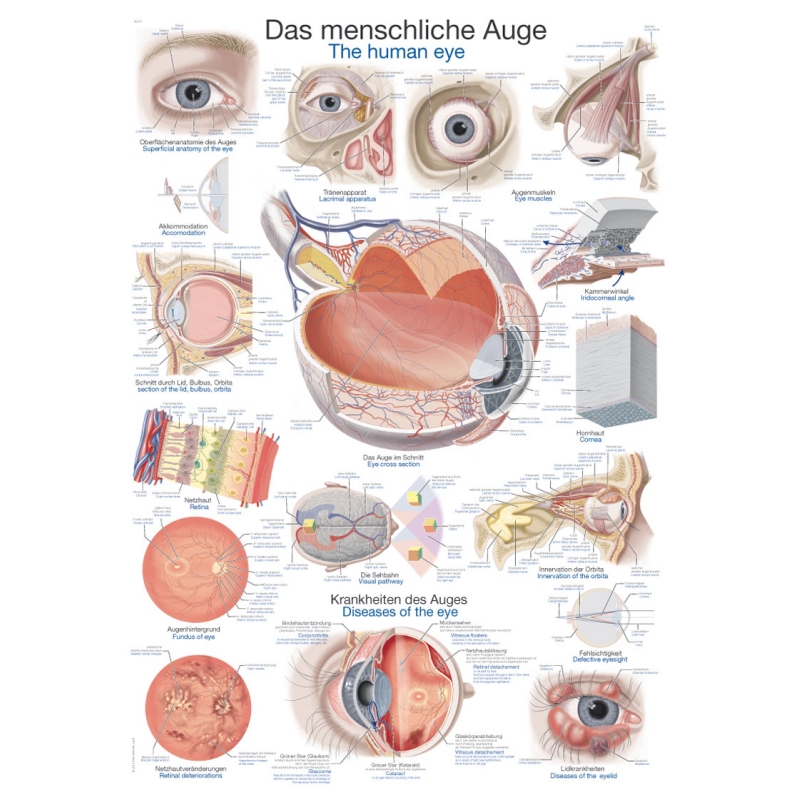 Diagram Človeško oko, 70x100cm (Angleški)