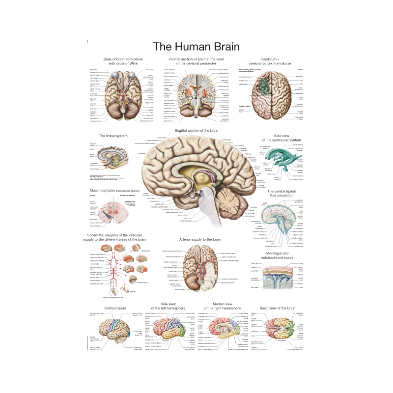 Graf Človeški možgani, 70x100cm (Angleški)