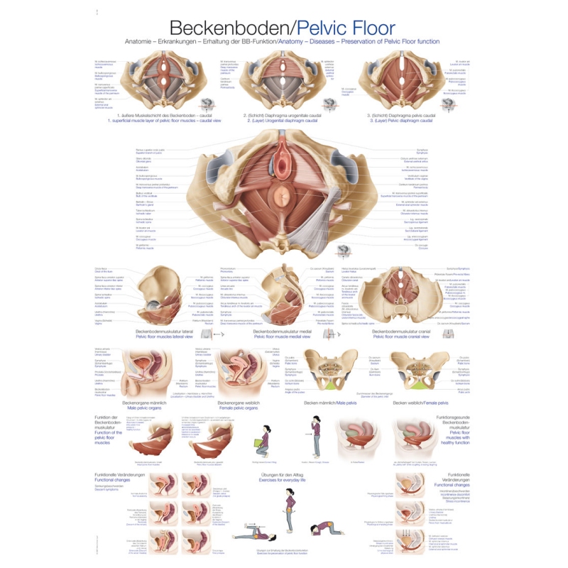 Diagram Medenično dno, 70x100cm (Angleški)