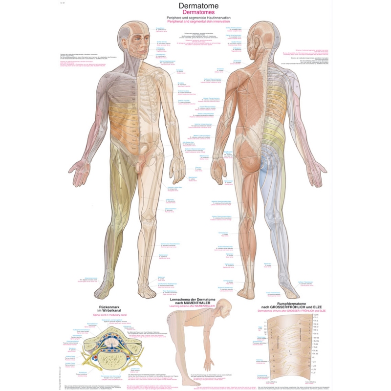 Diagram Dermatomi, 70x100cm (Angleški)