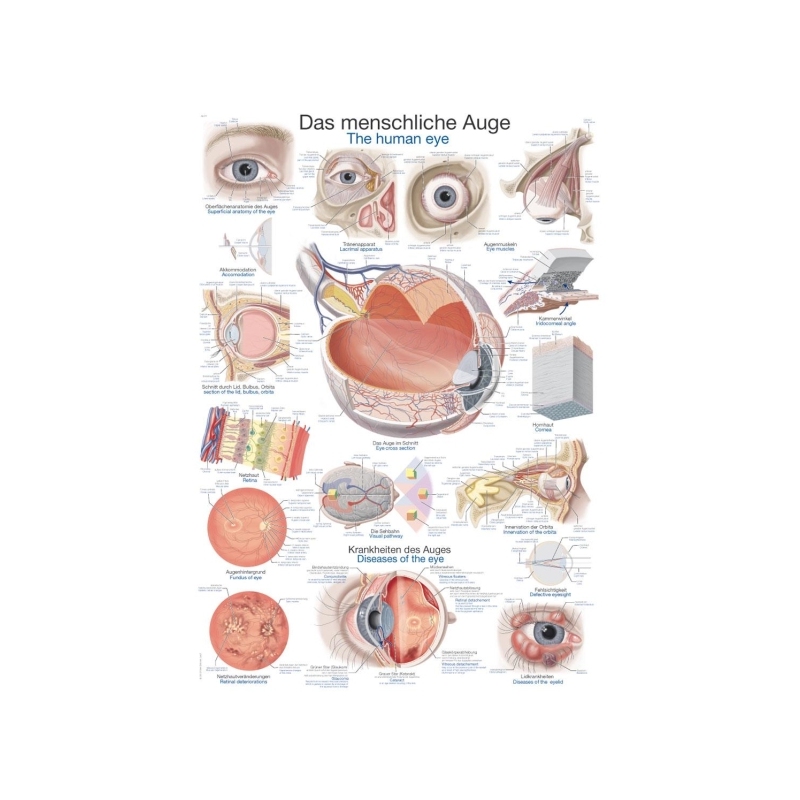 Diagram Človeško oko, 50x70cm (Angleško)